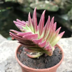 Crassula Capitella Thyrsiflora Succulent Plant 9 Crassula Capitella Thyrsiflora Succulent Plant -Cute Farms Shop Crassula Capitella Thyrsiflora 3