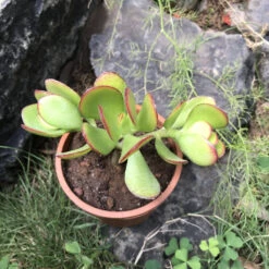 Crassula Ovata Compacta Succulent Plant -Cute Farms Shop Crassula Compacta