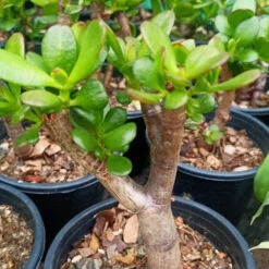 Crassula Ovata Succulent Plant 11 Crassula Ovata Succulent Plant -Cute Farms Shop Crassula Ovata