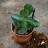 Crassula Ovata Succulent Plant -Cute Farms Shop Crassula Ovata 1