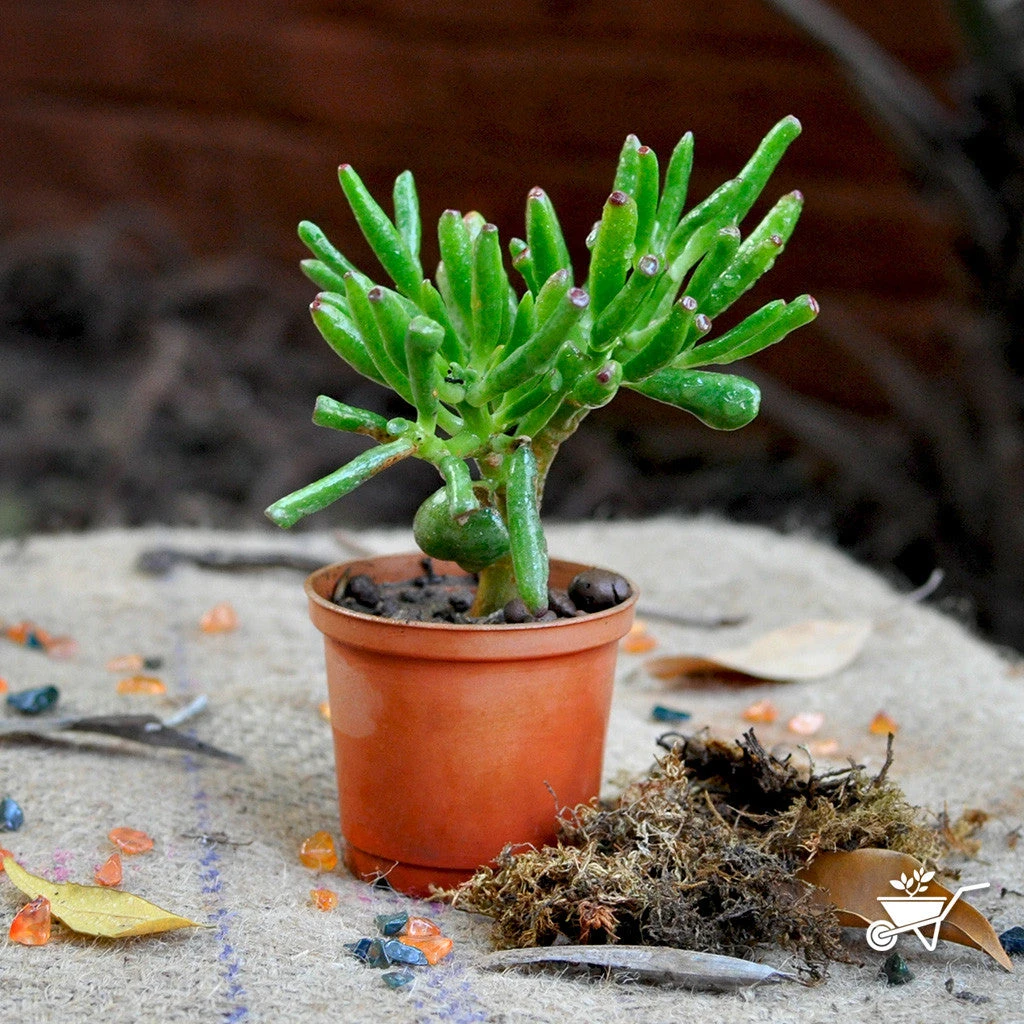 Crassula Ovata Gollum Succulent Plant 2 Crassula Ovata Gollum Succulent Plant - Image 2