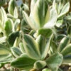 Crassula Ovata Lemon & Lime Succulent Plant 7 Crassula Ovata Lemon & Lime Succulent Plant -Cute Farms Shop Crassula ovata Variegata Lemon Lime