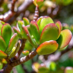 Crassula Ovata Compacta Succulent Plant