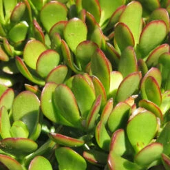 Crassula Ovata Compacta Succulent Plant -Cute Farms Shop Crassula ovata compacta Baby Jade2