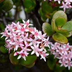 Crassula Ovata Hummels Sunset Succulent Plant -Cute Farms Shop Crassulaovata Hummel sSunset 3