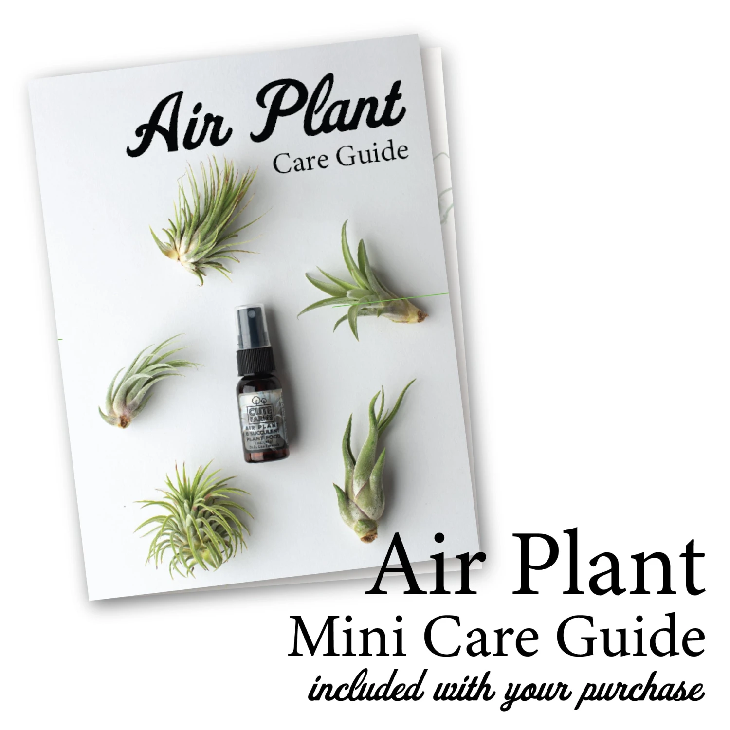 Tillandsia Air Plant Fertilizer - Daily Use 13 Tillandsia Air Plant Fertilizer - Daily Use - Image 13