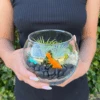 Air Plant Terrarium Kit 11 Air Plant Terrarium Kit -Cute Farms Shop CuteFarmsAirPlantTerrariumKitDIY
