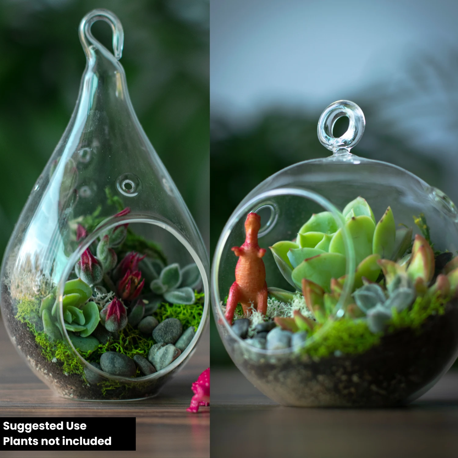 Terrarium Starter Kit + Round And Pear Hanging Glasses 2 Terrarium Starter Kit + Round And Pear Hanging Glasses - Image 2