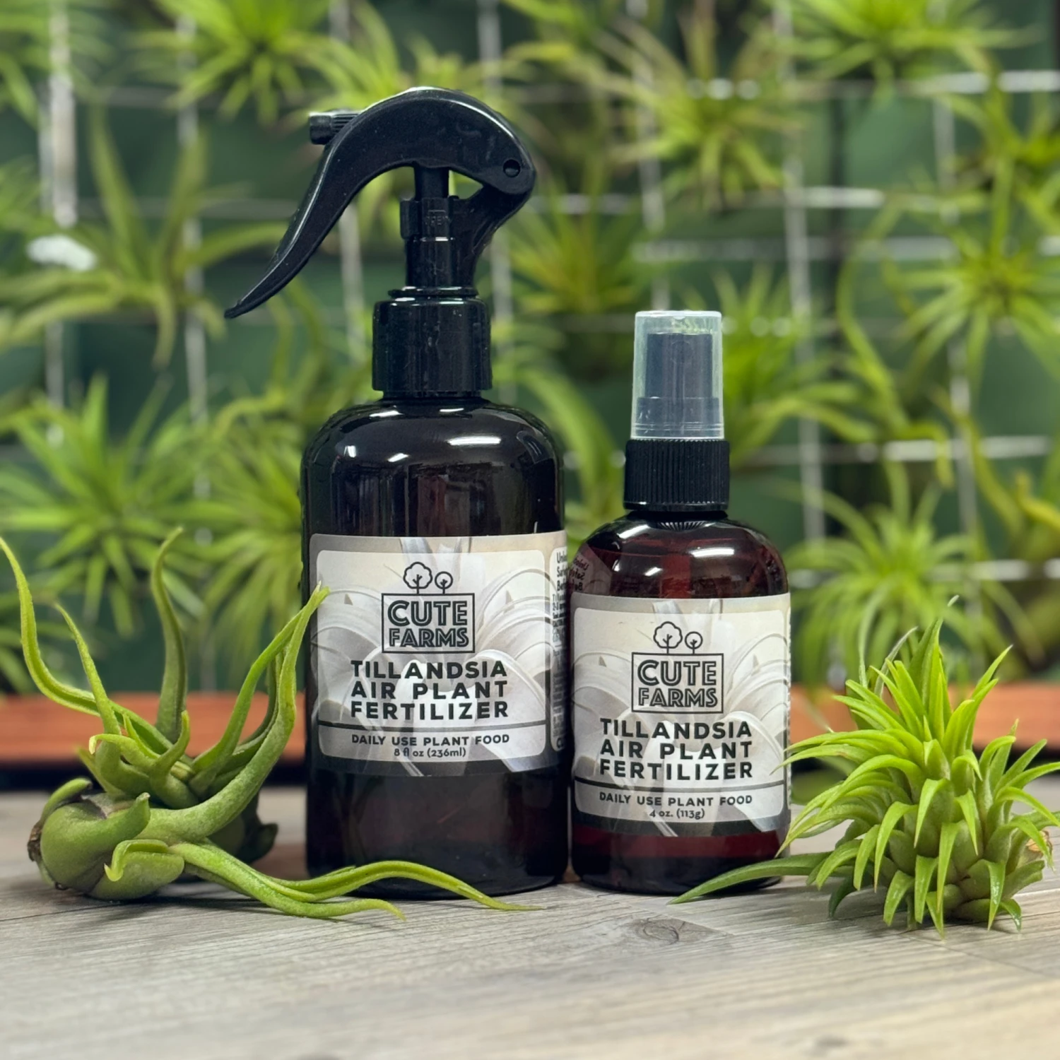 Tillandsia Air Plant Fertilizer - Daily Use 2 Tillandsia Air Plant Fertilizer - Daily Use - Image 2