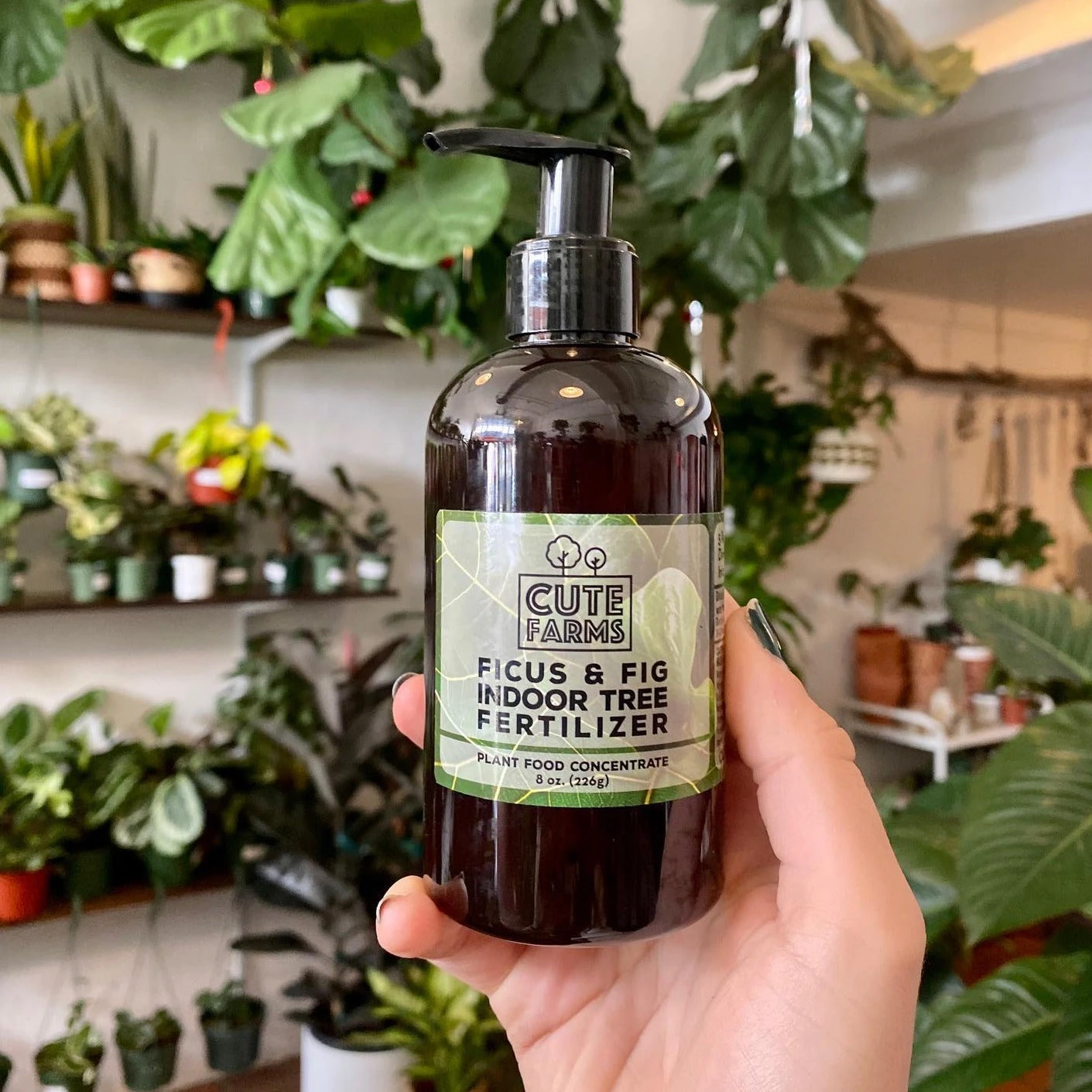 Fiddle Leaf Ficus Lyrata & Fig Tree Fertilizer 2 Fiddle Leaf Ficus Lyrata & Fig Tree Fertilizer - Image 2