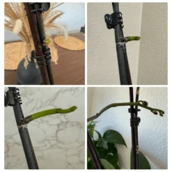 Keiki Cloning Paste For Orchids & Houseplants -Cute Farms Shop CuteFarmsKeikiCloningPaste GrowOrchids