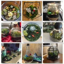 Large Terrarium Starter Kit 15 Large Terrarium Starter Kit -Cute Farms Shop CuteFarmsLargeTerrariumKitCustomersPhotos 1