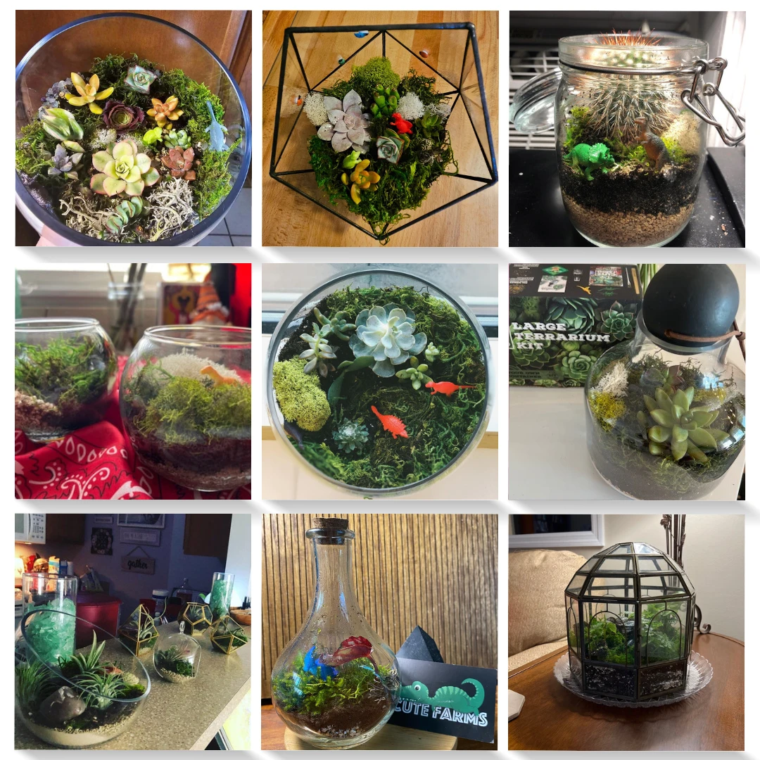 Large Terrarium Starter Kit - Crystal Edition 9 Large Terrarium Starter Kit - Crystal Edition - Image 9