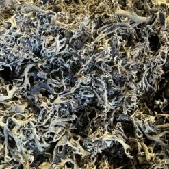 Lichen Parmelia Moss