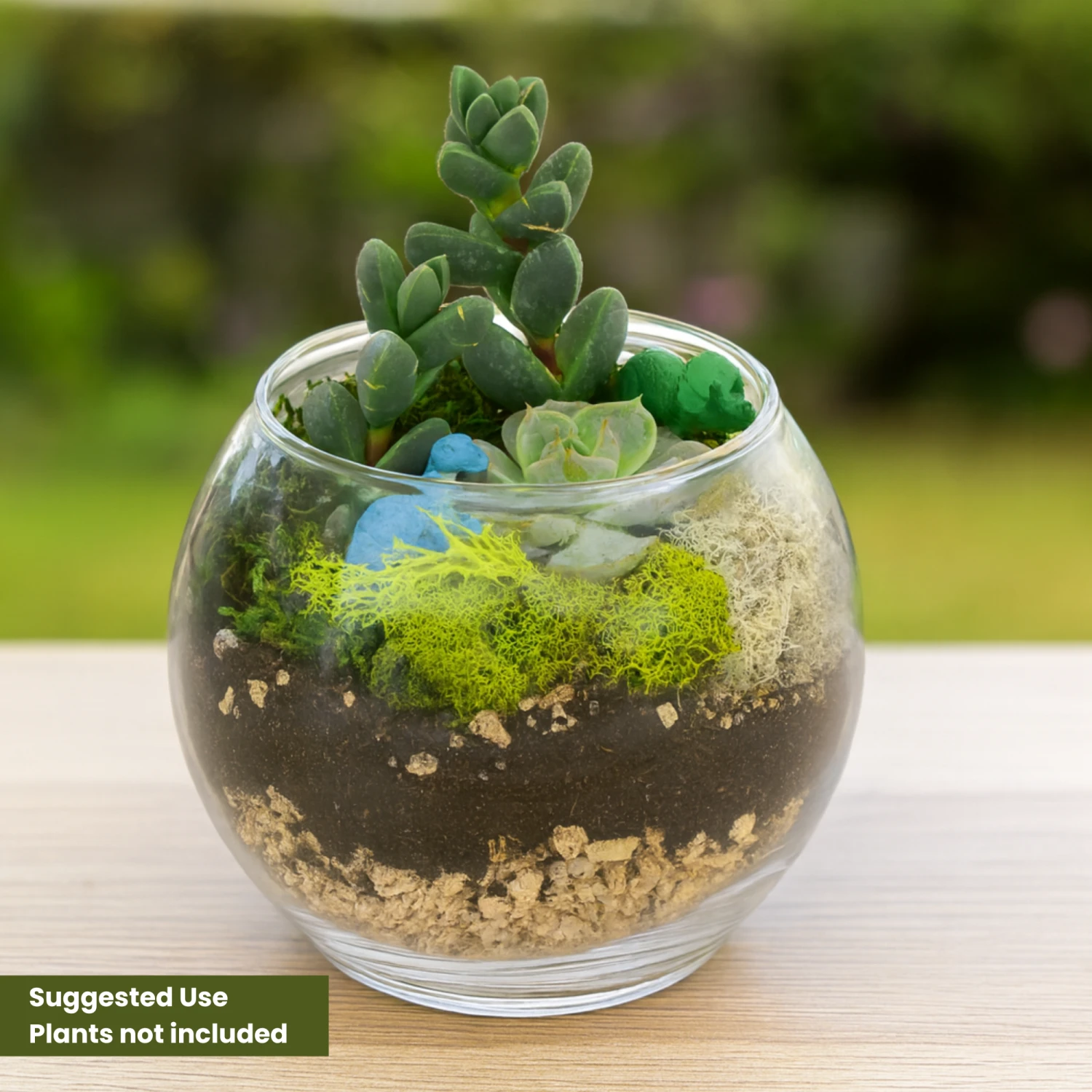 Terrarium Starter Kit + Two Glass Bowls 2 Terrarium Starter Kit + Two Glass Bowls - Image 2