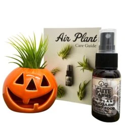 Pumpkin Air Plant And Succulent Holder