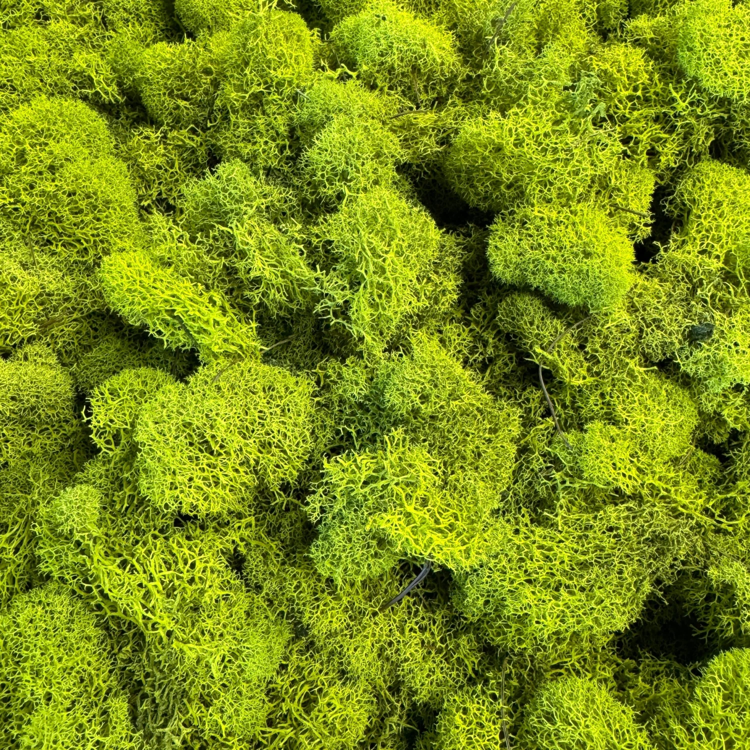 Reindeer Moss - Green 2 Reindeer Moss - Green - Image 2