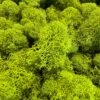 Reindeer Moss - Green -Cute Farms Shop CuteFarmsReindeerMoss Green TerrariumKitsDIY