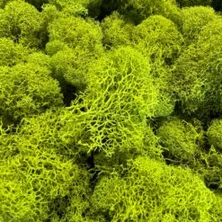 Reindeer Moss - Green