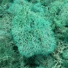 Reindeer Moss - Mint -Cute Farms Shop CuteFarmsReindeerMoss Mint TerrariumKitsDIY TerrariumSupplies