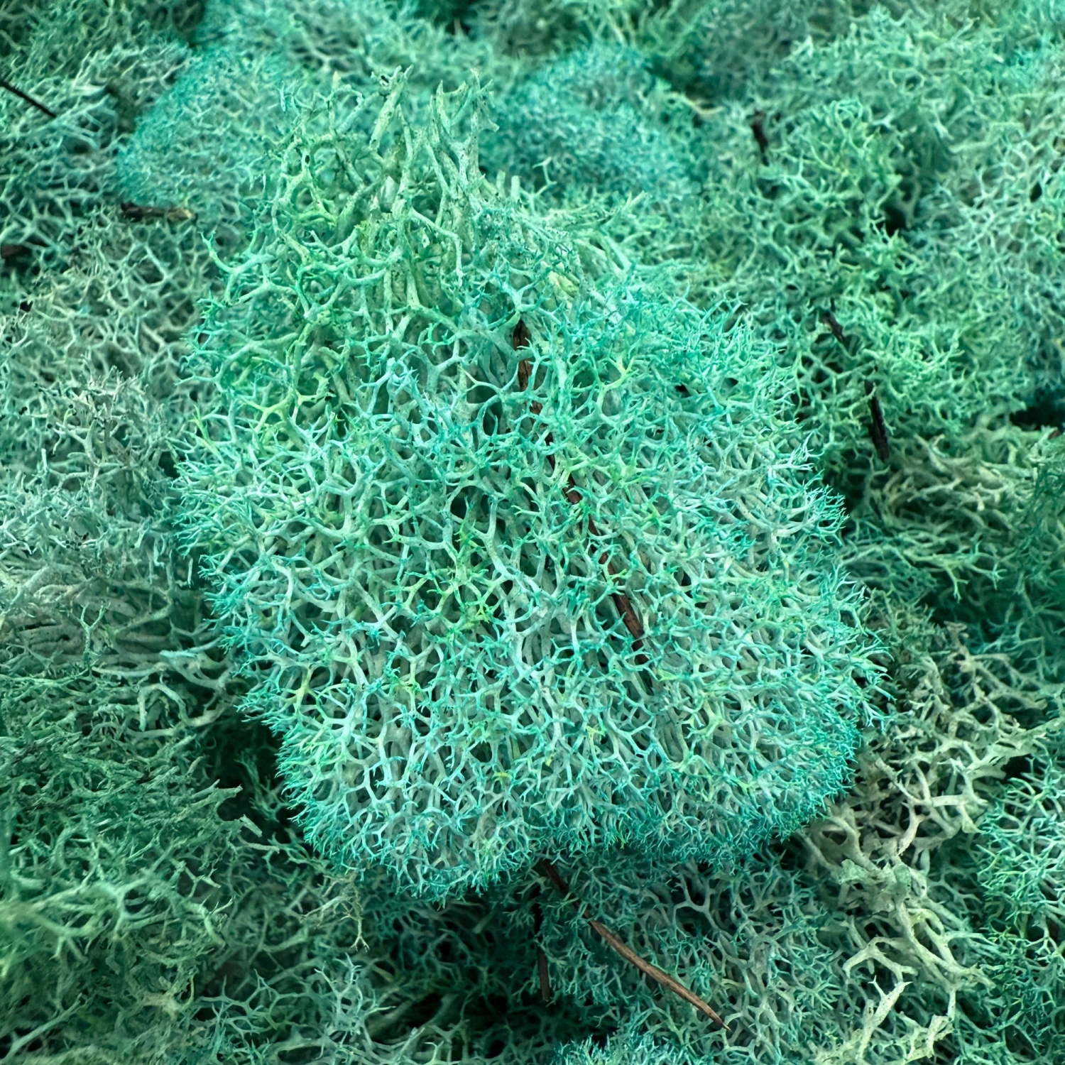 Reindeer Moss - Mint 1 Reindeer Moss - Mint