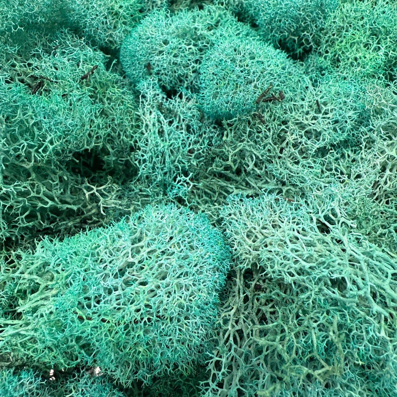 Reindeer Moss - Mint 2 Reindeer Moss - Mint - Image 2