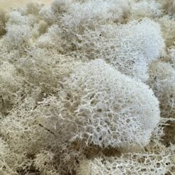 Reindeer Moss - White -Cute Farms Shop CuteFarmsReindeerMoss NaturalWhite DIYTerrariumKits