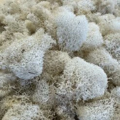 Reindeer Moss - White