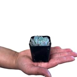 Rosettes Succulents -Cute Farms Shop CuteFarmsRosettesSucculentsforDIYTerrariums