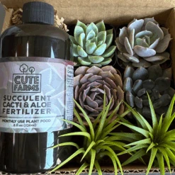 Succulent Starter Kit + Air Plants 11 Succulent Starter Kit + Air Plants -Cute Farms Shop CuteFarmsSucculentStarterKitwithAirPlantsGiftIdea b9e3e97b b6a1 4687 ae9b e0b7d34f7fab