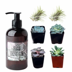 Succulent Starter Kit + Air Plants