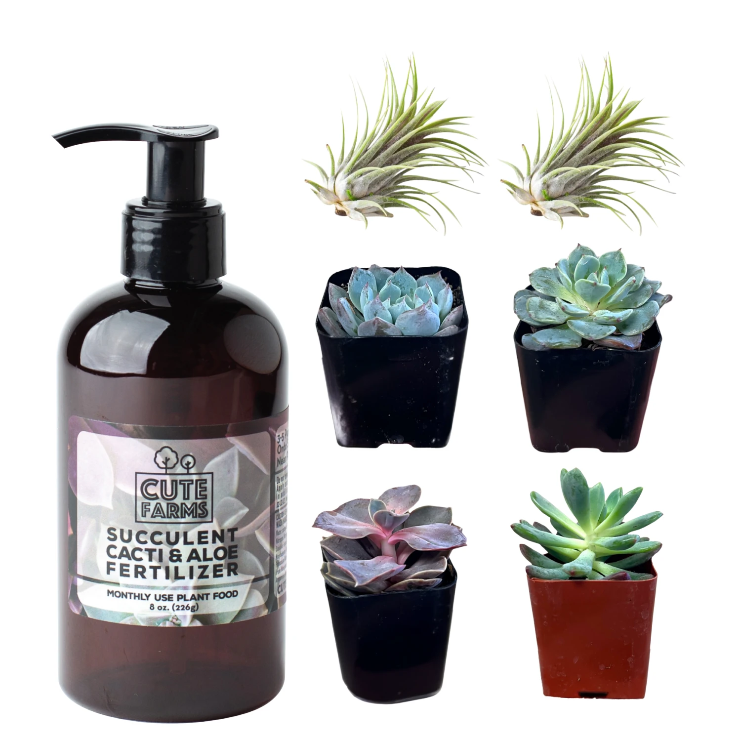 Succulent Starter Kit + Air Plants 1 Succulent Starter Kit + Air Plants