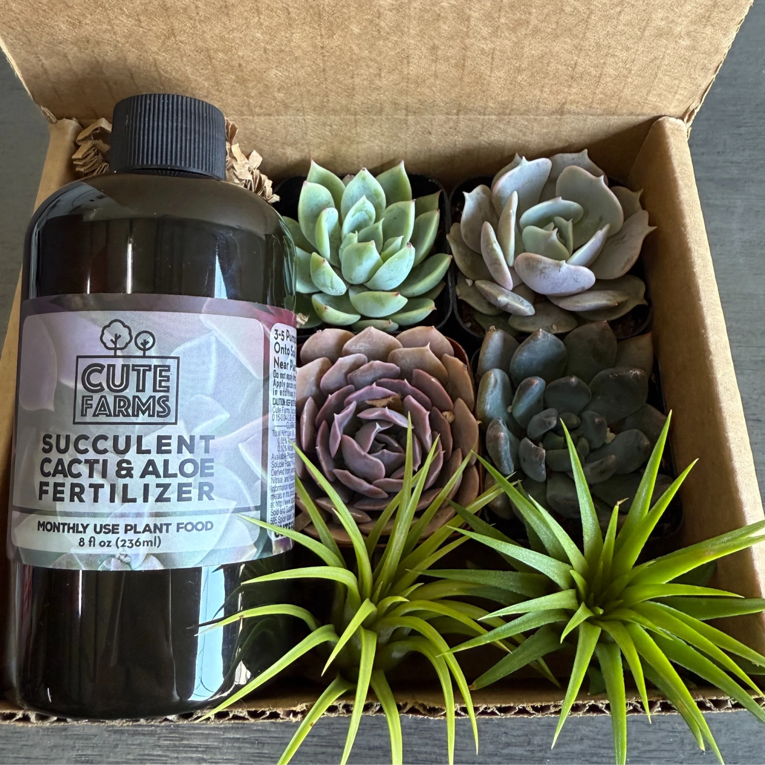 Succulent Starter Kit + Air Plants 6 Succulent Starter Kit + Air Plants - Image 6