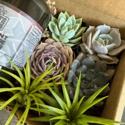 Succulent Starter Kit + Air Plants 12 Succulent Starter Kit + Air Plants -Cute Farms Shop CuteFarmsSucculentStarterKitwithAirPlantsandPlantFertilizer 3bbd1d4c 258e 4237 b54a 7f501a0bc882