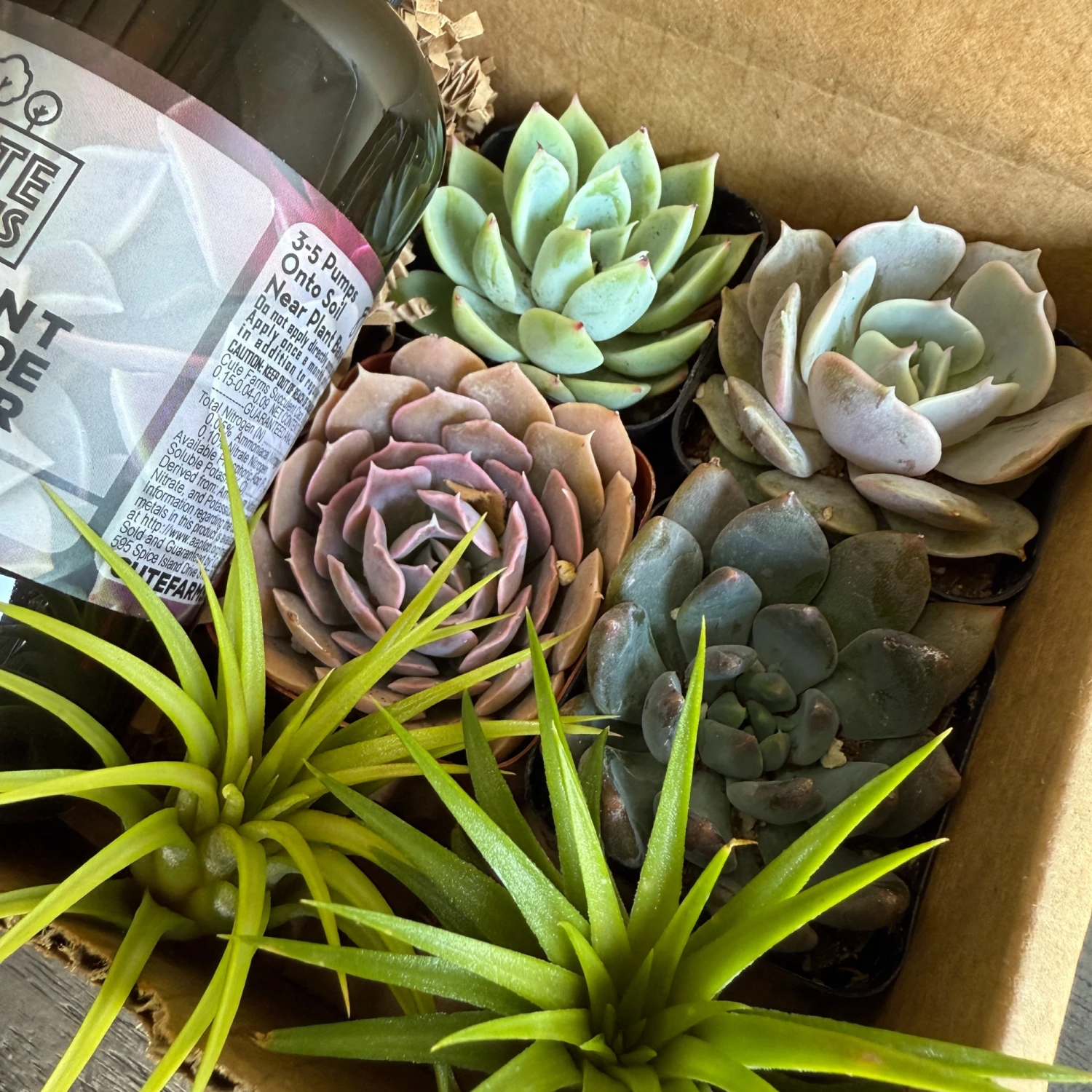 Succulent Starter Kit + Air Plants 5 Succulent Starter Kit + Air Plants - Image 5
