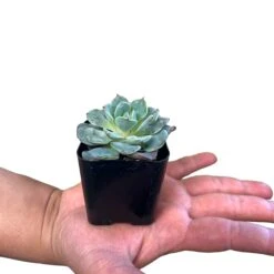 Rosettes Succulents -Cute Farms Shop CuteFarmsSucculentsforTerrariumandHomeDecor