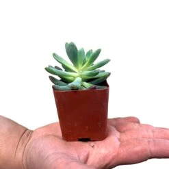 Rosettes Succulents -Cute Farms Shop CuteFarmsSucculentsforTerrariumsandHomeDecor