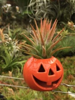Pumpkin Air Plant And Succulent Holder -Cute Farms Shop CuteFarmsTerrariumKit1 4