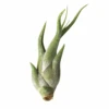 Tillandsia Caput-Medusae -Cute Farms Shop CuteFarmsTillandsia Caput Medusae