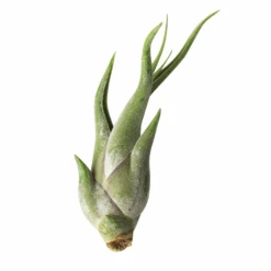 Tillandsia Caput-Medusae