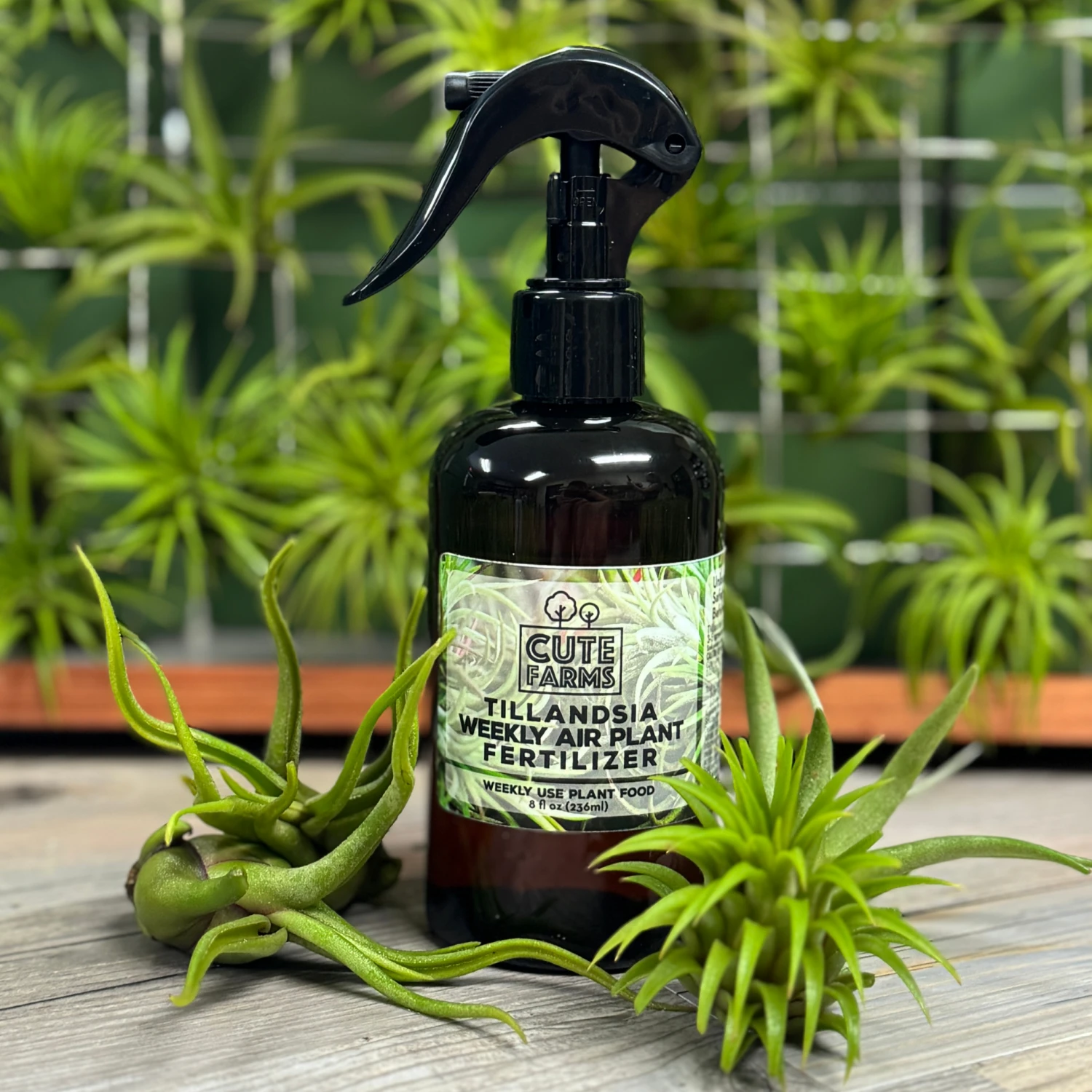 Tillandsia Air Plant Fertilizer - Weekly Use 8 Tillandsia Air Plant Fertilizer - Weekly Use - Image 8