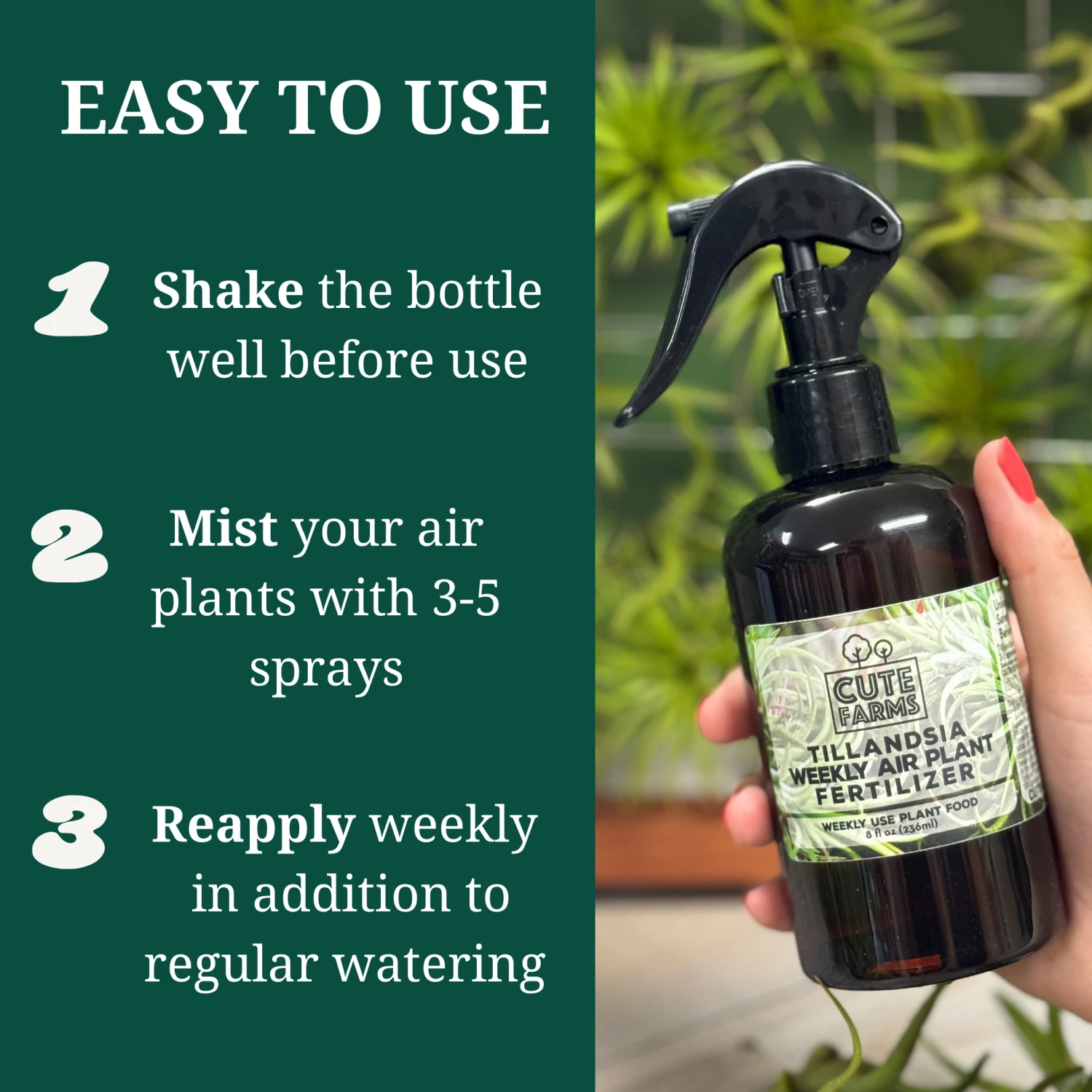 Tillandsia Air Plant Fertilizer - Weekly Use 5 Tillandsia Air Plant Fertilizer - Weekly Use - Image 5