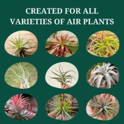 Tillandsia Air Plant Fertilizer - Weekly Use 21 Tillandsia Air Plant Fertilizer - Weekly Use -Cute Farms Shop CuteFarmsTillandsiaAirPlantFertilizerWeeklyUseforAllCarietiesofAirPlants