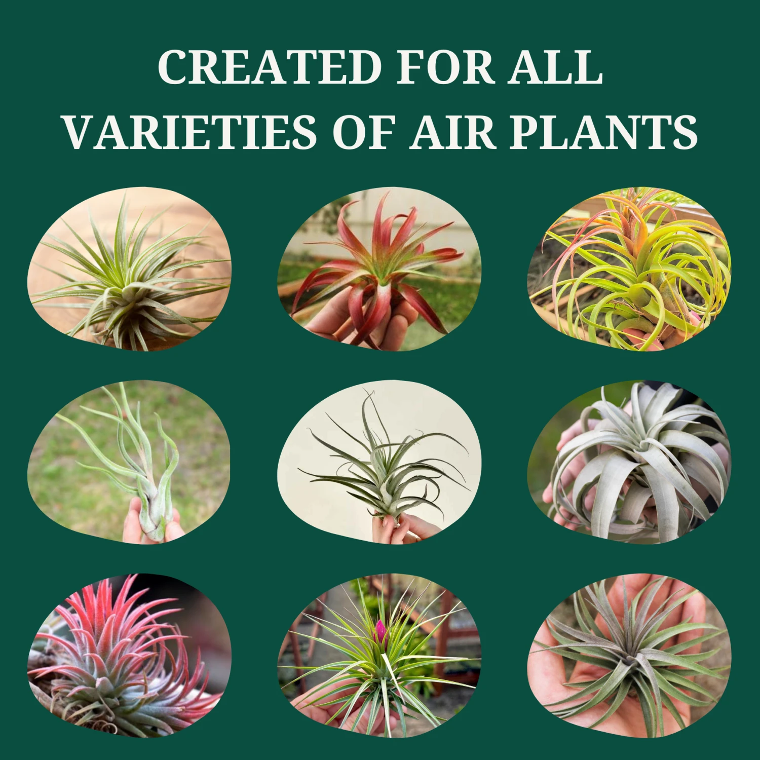 Tillandsia Air Plant Fertilizer - Weekly Use 6 Tillandsia Air Plant Fertilizer - Weekly Use - Image 6