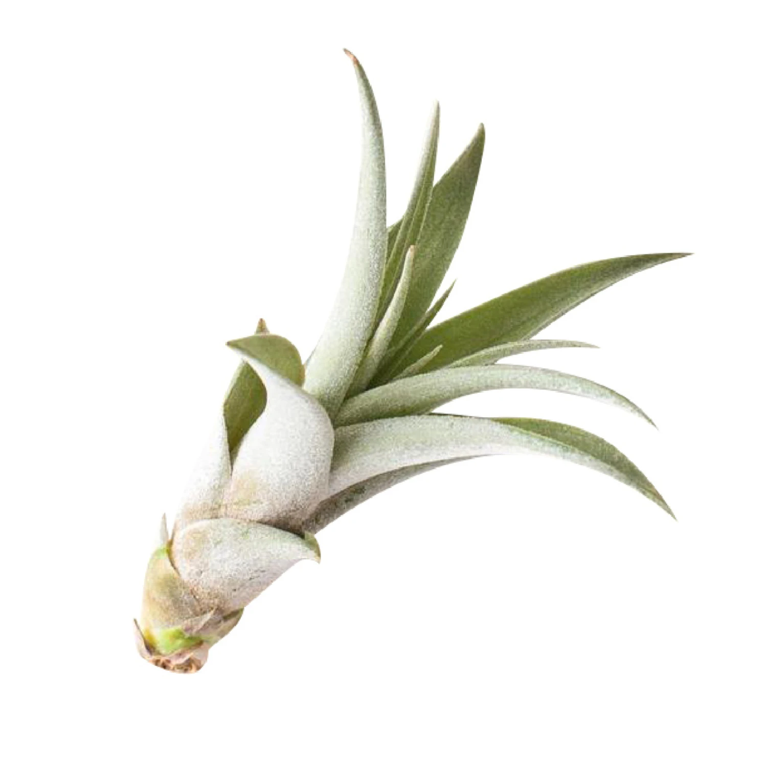 Tillandsia Capitata Peach 1 Tillandsia Capitata Peach