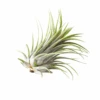 Tillandsia Ionantha Rubra -Cute Farms Shop CuteFarmsTillandsiaIonanthaRubraAirPlant