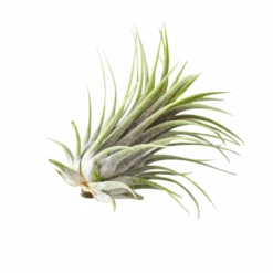 Tillandsia Ionantha Rubra