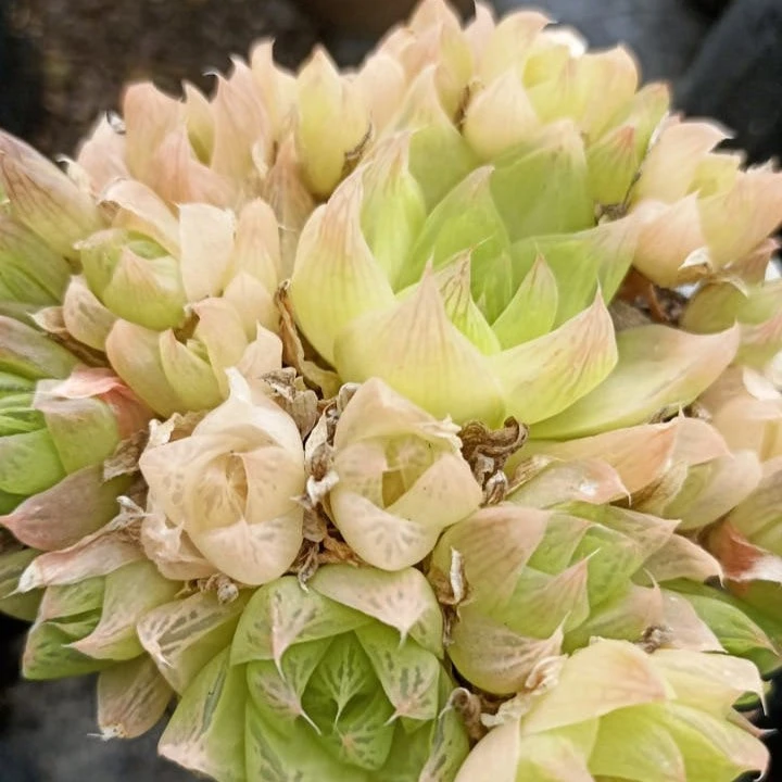 Haworthia Cymbiformis F. Pallida Succulent Plant 1 Haworthia Cymbiformis F. Pallida Succulent Plant