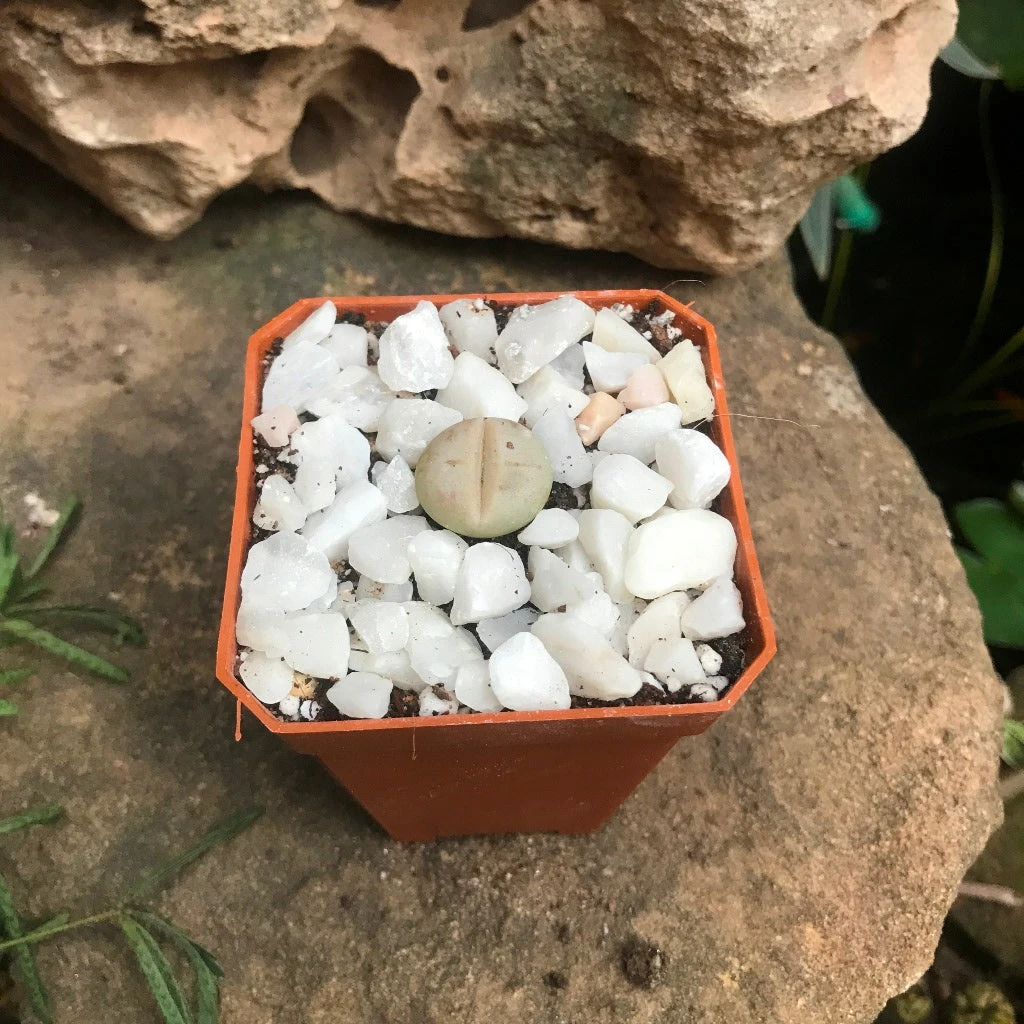 Dinteranthus Microspermus Subsp. Puberulus Succulent Plant 2 Dinteranthus Microspermus Subsp. Puberulus Succulent Plant - Image 2