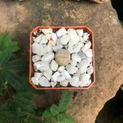 Dinteranthus Microspermus Subsp. Puberulus Succulent Plant 6 Dinteranthus Microspermus Subsp. Puberulus Succulent Plant -Cute Farms Shop Dinteranthus microspermus Pink 2